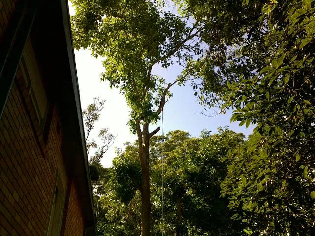 Liquid amber storm damage removal