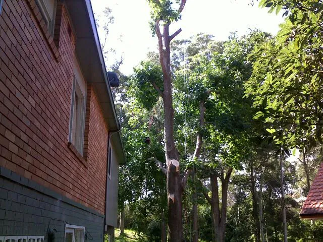 Liquid Amber Removal - Photo 2