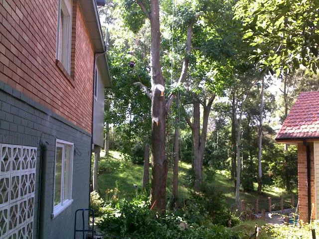 Liquid Amber Removal - Photo 4