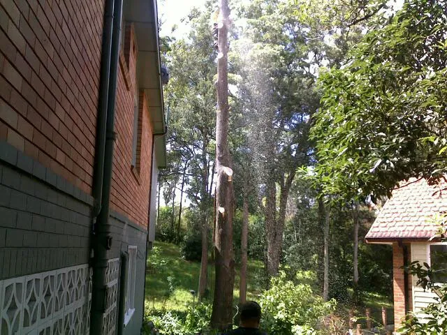 Liquid Amber Removal - Photo 5