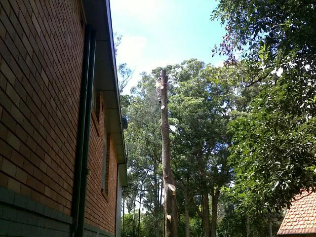 Liquid Amber Removal - Photo 6