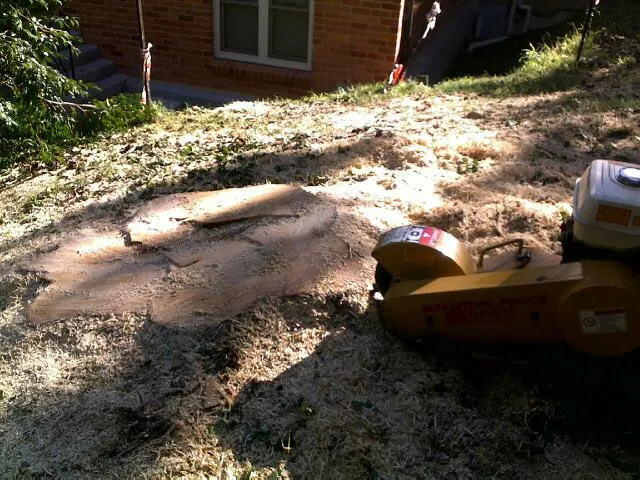 Liquid Amber Removal - Photo 9