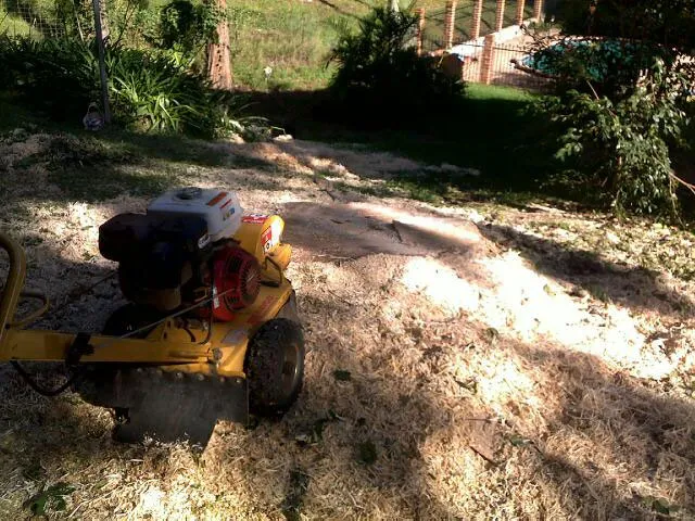 Liquid Amber Removal - Photo 11