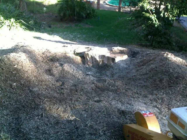 Liquid Amber Removal - Photo 12