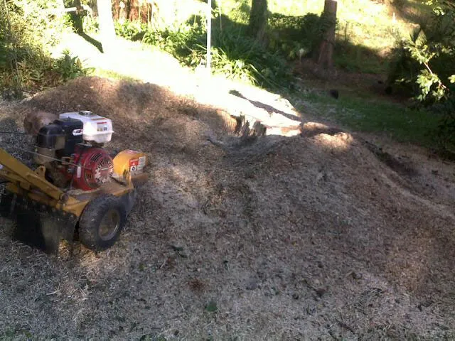 Liquid Amber Removal - Photo 13