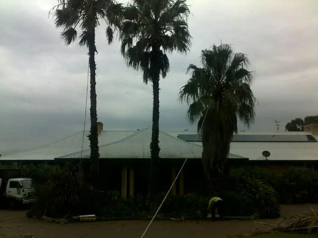 Palm Tree Removal - Photo 2