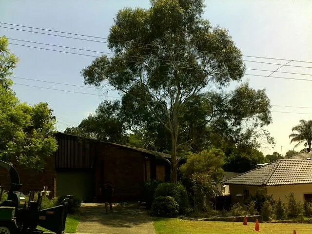 Small Gum Tree Removal - Photo 2