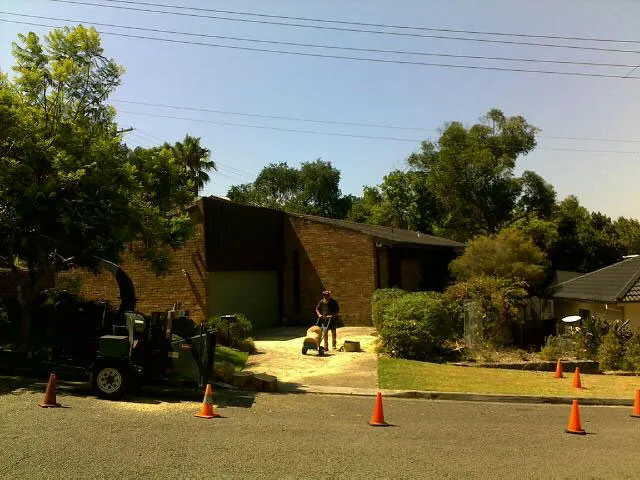 Small Gum Tree Removal - Photo 4