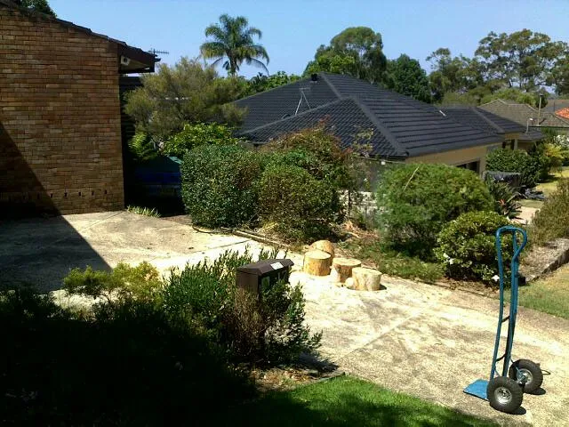 Small Gum Tree Removal - Photo 5