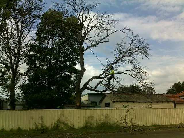 Silky Oak Pruning