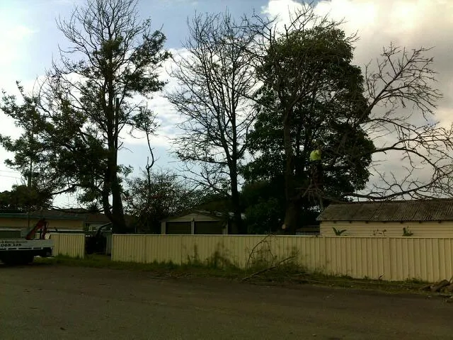 Silky Oak Pruning - Photo 2