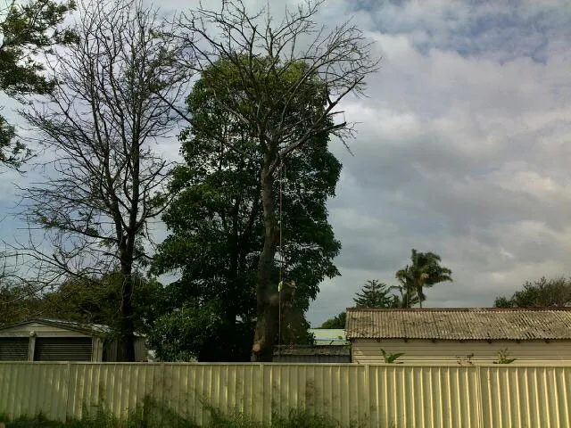 Silky Oak Pruning - Photo 3