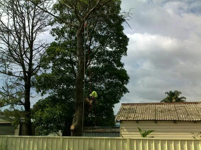 Silky Oak Pruning - Photo 4